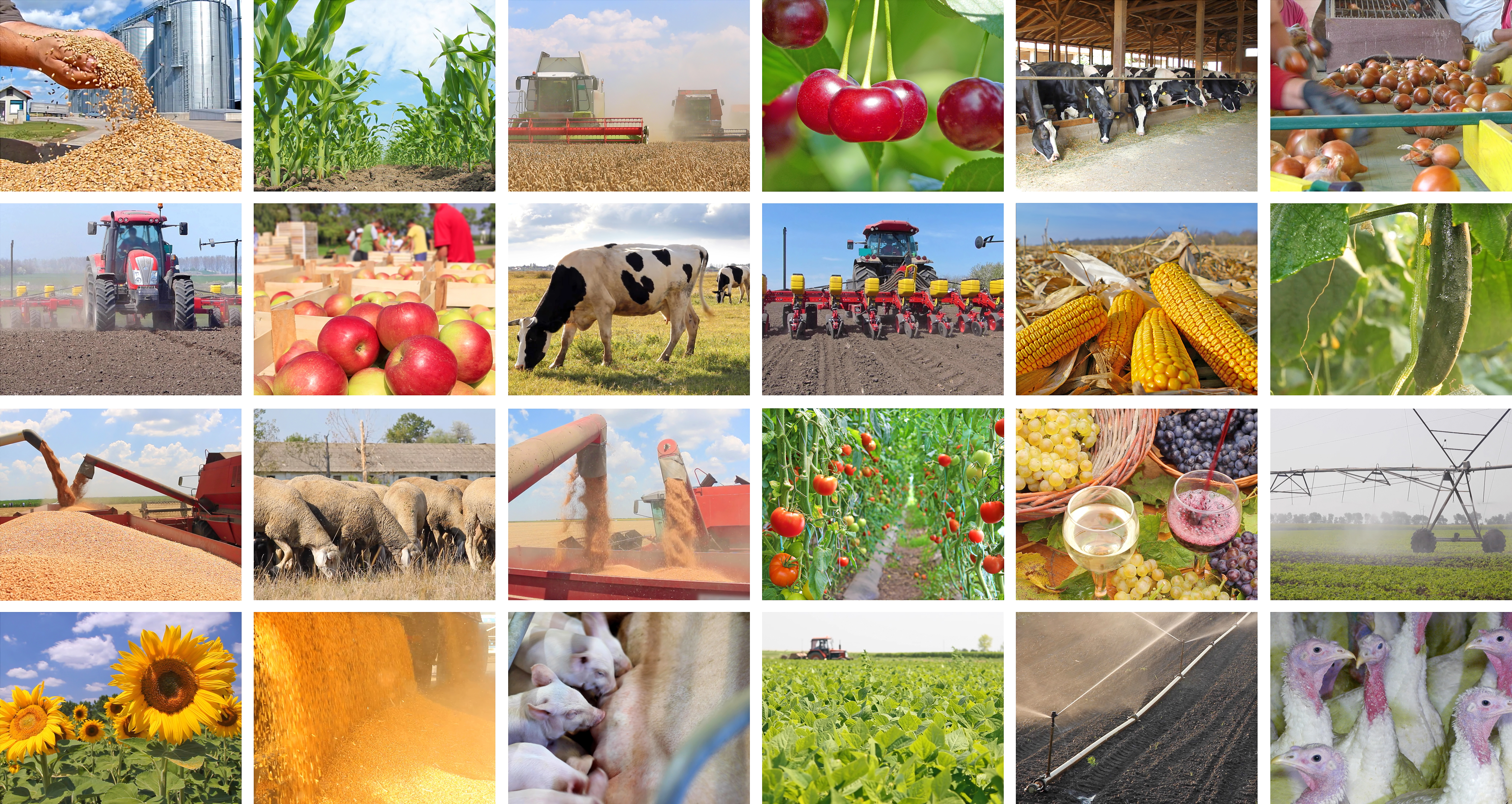 Agriculture - food production, corn, soybean, irrigation, cherry, sunflower, silo, harvest wheat, tractor working, apple, onion, cucumber, tomato, grape and wine, pig, sheep, turkey, cow in collage Agriculture - food production, corn, soybean, irrigation, cherry, sunflower, silo, harvest wheat, tractor working, apple, onion, cucumber, tomato, grape and wine, pig, sheep, turkey, cow in collage